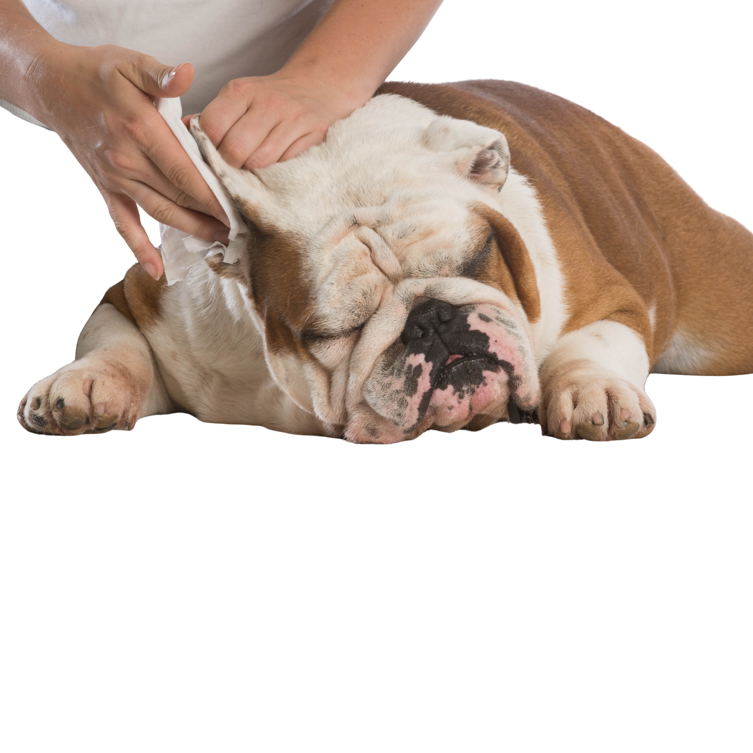 bull dog.png__PID:0259ee37-b0b0-461c-ae8f-b87ce519908a