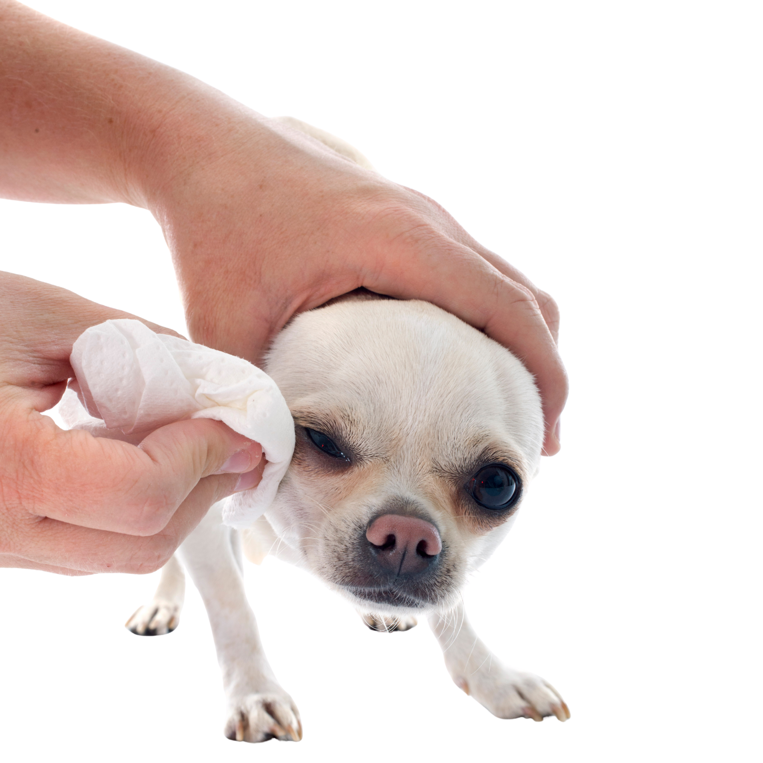 valentina.png__PID:5f31d0d3-6de2-4eda-9580-334e1cd8ce9c